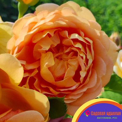 Грэхам Томас (Graham Thomas)