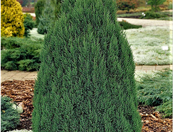 Можжевельник китайский Stricta, C2