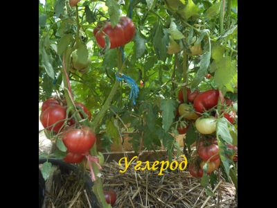 Томат Углерод (Carbon)