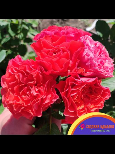 Леди оф Белград (Lady of Belgrade)