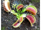 Dionaea muscipula Atlanta