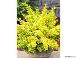 Барбарис Тунберга Sensation - фото в горшке - красовский-сад.рф