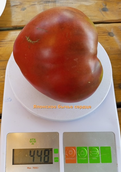 Томат Японское бычье сердце (Japanese Oxheart)