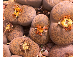 Lithops aucampiae C061 (MG) - 10 семян