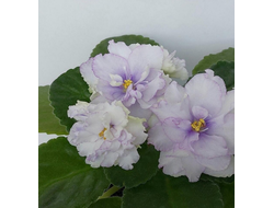 101) АВ-Пена морская 2021г