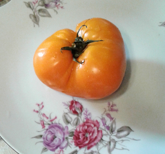 Семена томата Золотой гигант Дикси