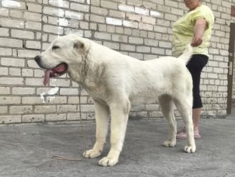 Сука 3. ЖАНЕТТ. ПРОДАЕТСЯ