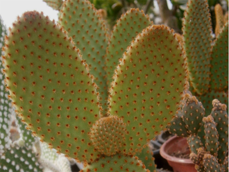 Opuntia Rufida