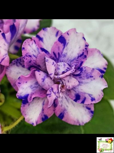 МК-Ветер Перемен Люкс химера (пасынок укоренённый из цветоноса)