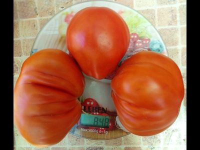 Томат Кунео гигантская груша (Cuneo Giant Pear) США