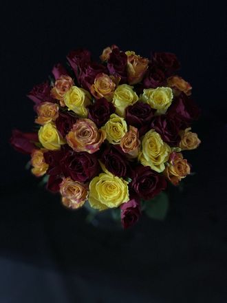 Роза Кения 35 шт