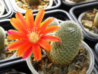 Aylostera heliosa ssp. teresae KK 1925