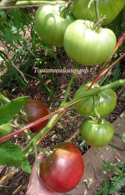 Томат Черный Франкенштейн (Frankenstein Black) США