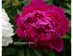 Пион  Cherry Royal (Черри Ройал)