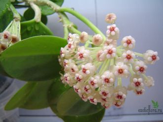 Hoya pachyclada red corona