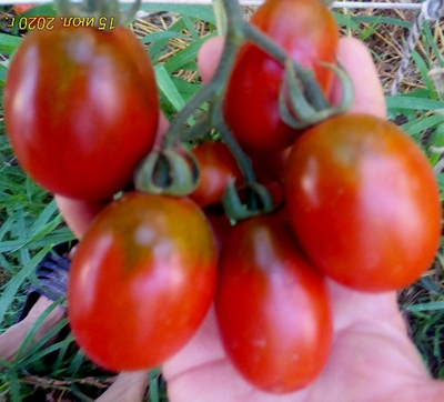 Томат Де Барао черный