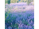 Лаванда горная (Lavandula angustifolia), Кашмир 5 г абсолю