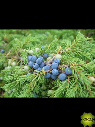 Можжевельник обыкновенный (саженец 30 см)