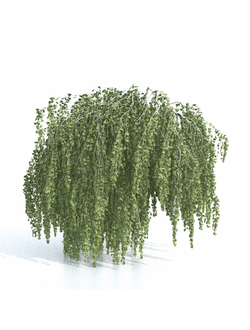 лиственные Береза повислая 004_v2