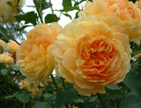 Роза английская Molineux (AUSmol), C5