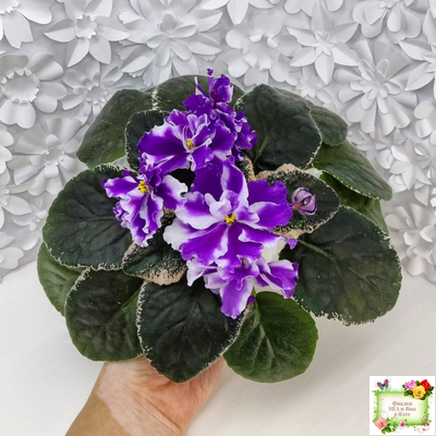 ВаТ-Морской Стиль (Т. Валькова) 2019 г.