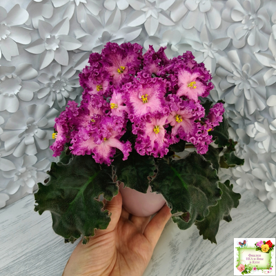 Nik-Любовный Напиток (Н. Булко) 2023 г.