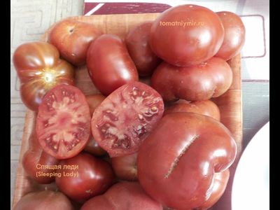 Томат гном Спящая леди (Sleeping Lady)