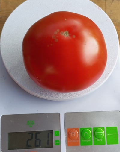 Томат Яблочный Липецкий