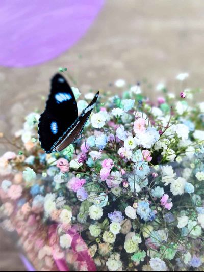 Букет из гипсофилы с бабочкой №57