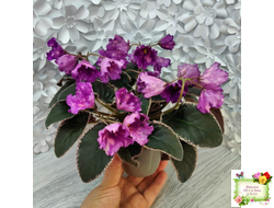 Nik-Кони в Яблоко  (Н. Булко) 2022 г. (пестролистный лонг)