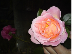 Эль (Elle), Ч/Г, Meilland