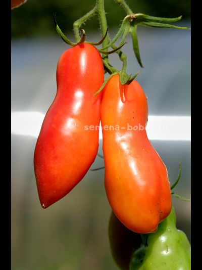 Томат Стрелка, 10 шт