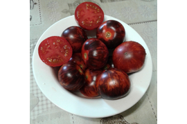 Королева ночи, полудет 80 см