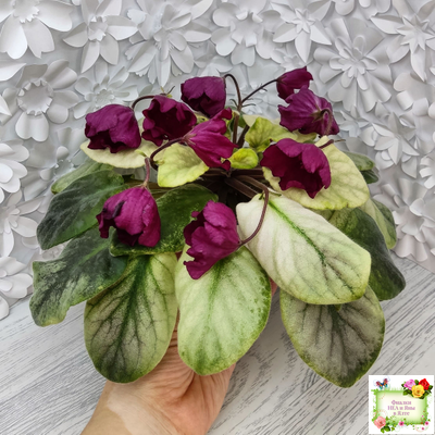 ЕК-Лампа Желаний (Е. Коршунова) 2021 г. (лист посажен 12.10.25)