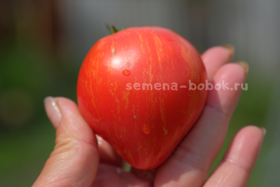 Томат Dwarf Rebel Starfigter Grandpa's Heart (Гном Восставший Звездный Истребитель Дедушкино Сердце), 10 шт