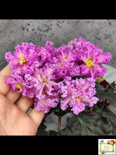 РМ-Янтарная Луна (спорт от РМ-Богиня Солнца) 2020-2021 г.