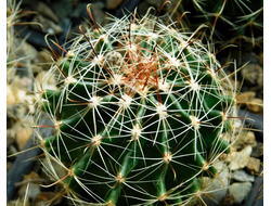 Hamatocactus setispinus REPP 1016B (D=45-50mm)