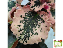 МТ-Пески Времени (М. Тотиева) 2022 г.