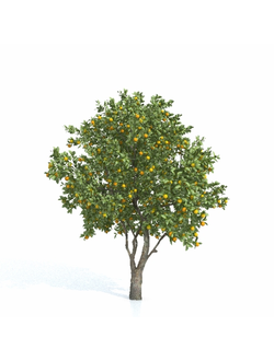 плодовые Апельсин 33