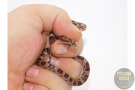 Маисовый полоз, Pantherophis guttatus, Normal