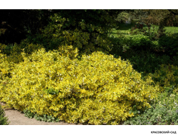 Бересклет Конадейл Голд - Canadale Gold