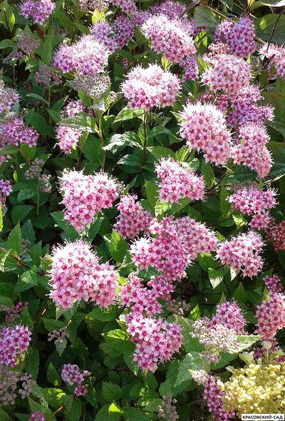 Спирея японская Мерло Нана Купить в магазине красовский-сад.рф