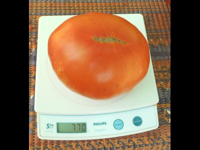 Томат Прекрасный Таппи (Tappys Finist, Италия)