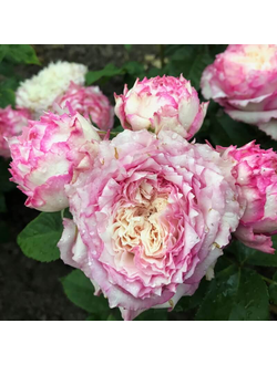 Кантри Спирит Леди ( Country Spirit Lady)