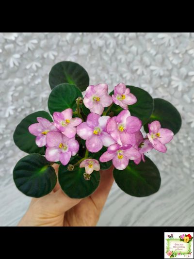 Heinz's Bubbles (H.Dornbusch)