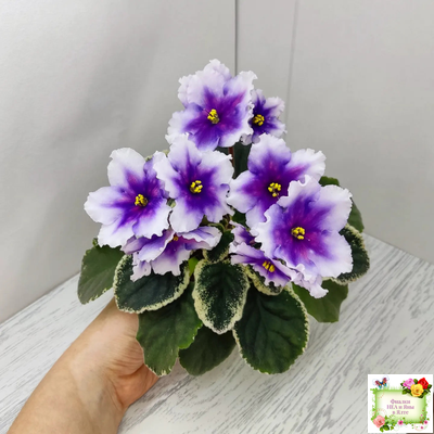 РС-Успех (С.Репкина) 2019 г.