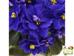 Р-Голубика (В. Зуб) 2023 г.