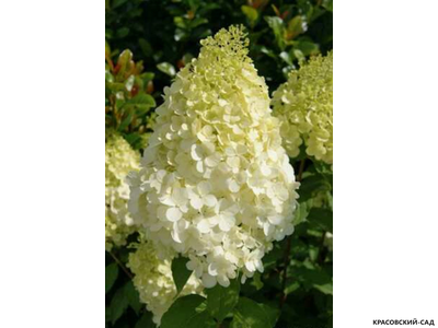 Гортензия метельчатая Полар Бир