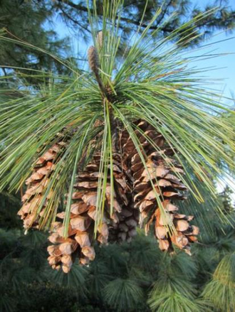 Сосна обыкновенная (Pinus sylvestris), лапки (5 мл) Кашмир - 100% натуральное эфирное масло