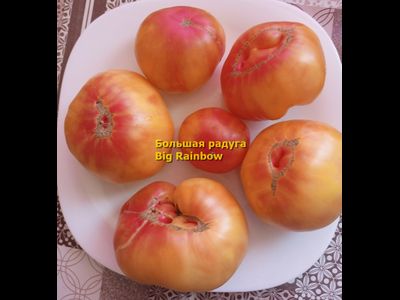 Томат Большая радуга (Big Rainbow, США)